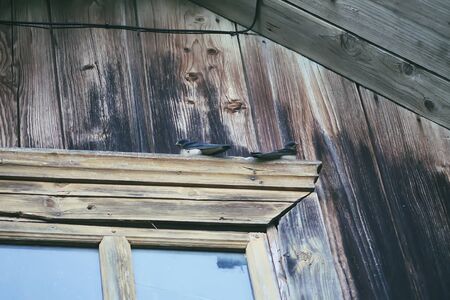 Swallow birds on nest on wooden wall of the old rural house.