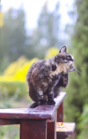 Funny young cat sitting on wooden railing outdoors in countryside.の写真素材