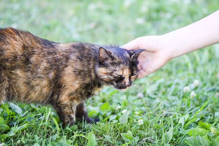 Woman hand petting a cat head outdoors.の写真素材