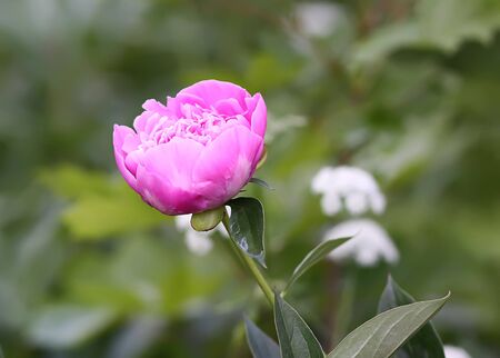 Pink peony fragrant beautiful flowers blooming in summer garden. Paeonia herbaceous perennial ornamental plant.の写真素材