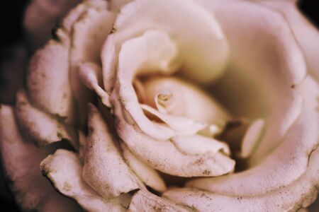 Beautiful white rose flowers blooming in summer garden. Vintage toned photo.の写真素材