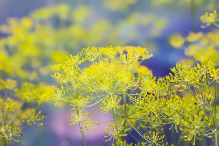Dill green plants growing in summer greenhouseの写真素材
