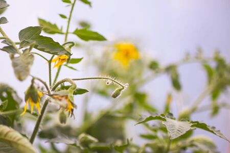 Flowering tomato seedlings growing in greenhouse at springの写真素材