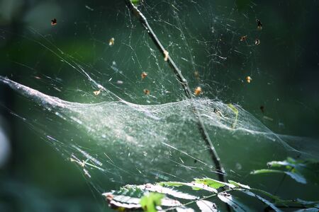 Tree branches with spider web in sunlight in summer forest. Light and shadows. Summer nature detailsの写真素材
