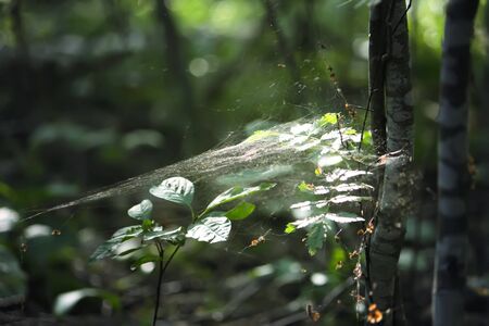 Tree branches with spider web in sunlight in summer forest. Light and shadows. Summer nature detailsの写真素材