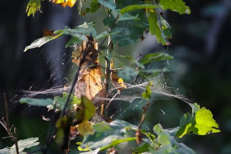 Tree branches with spider web in sunlight in summer forest. Light and shadows. Summer nature detailsの写真素材