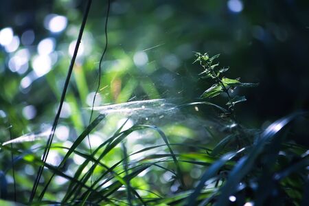 Tree branches in sunlight in summer forest. Light and shadows. Summer nature detailsの写真素材