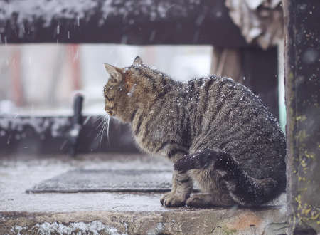 Cat sitting on the threshold in snowfallの写真素材