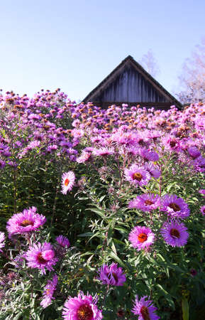 Astra Virgin or New Belgian plant with small purple flowers blooming in autumn garden