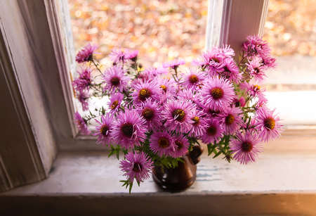 Astra Virgin or New Belgian plant with small purple flowers blooming in autumn gardenの写真素材