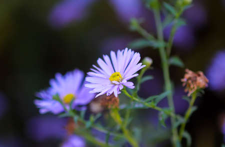 Astra Virgin or New Belgian plant with small purple flowers blooming in autumn garden