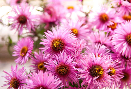 Astra Virgin or New Belgian plant with small purple flowers blooming in autumn garden