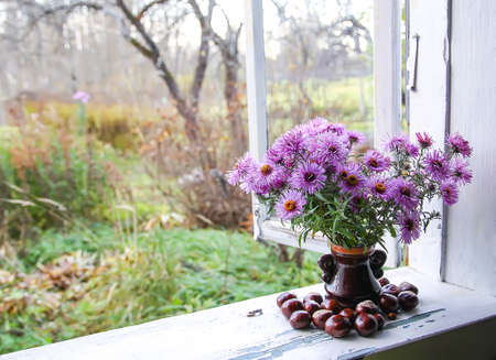 Bouquet of the Astra Virgin or New Belgian plant purple flowers on the wooden window sill in rural house interior.の写真素材