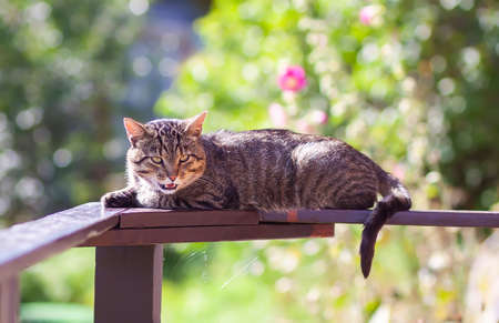 Contented grey striped young domestic cat is lying on the wooden railing on summer nature backgroundの写真素材