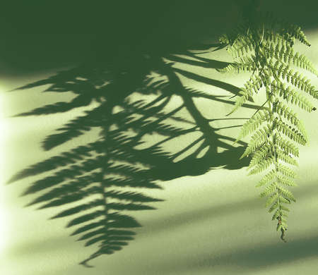 Fern leaf shadow on rough light surface.の写真素材