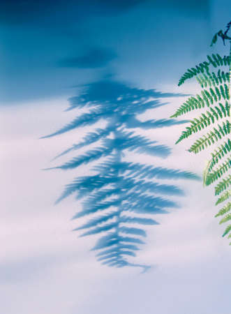 Green fern plant leaf and shadows on rough light surface.の写真素材