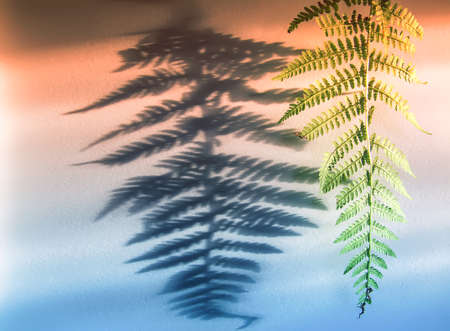 Green fern plant leaf and shadows on rough light surface.の写真素材