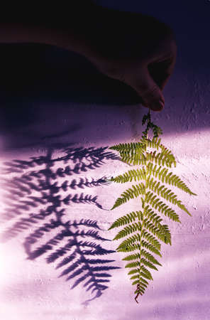 Green fern plant leaf and shadows on rough light surface.