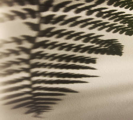 Green fern plant leaf and shadows on rough light surface.の写真素材