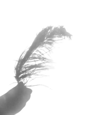 Ostrich feather and shadows on light background.の写真素材
