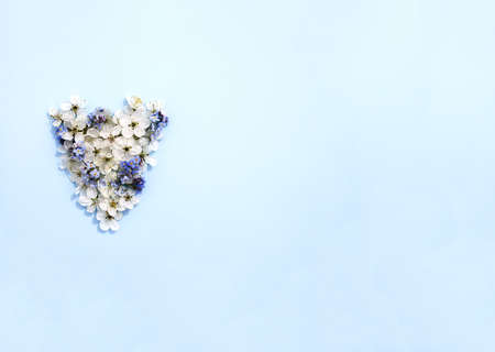 Heart shape made of the cherry tree white flowers on soft blue background.の写真素材