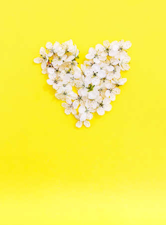 Heart shape made of the cherry tree white flowers on bright yellow backgroundの写真素材