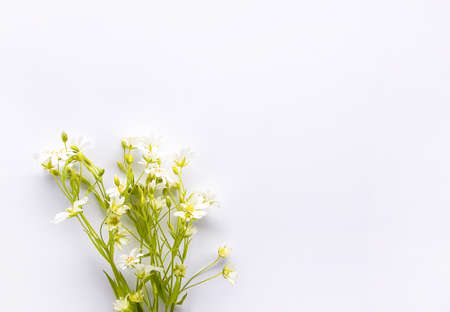 White wildflowers bouquet on white background. Flat lay, top view