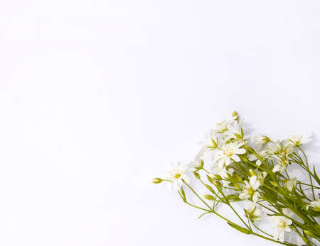 White wildflowers bouquet on white background. Flat lay, top view