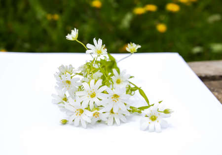 White wildflowers bouquet on white background. Flat lay, top viewの写真素材