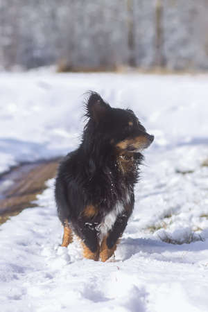 Active young mongrel black dog walks outdoors on the snow in winterの写真素材