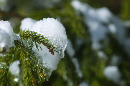 Snow covered fir tree branches outdoors. Winter nature details.の写真素材
