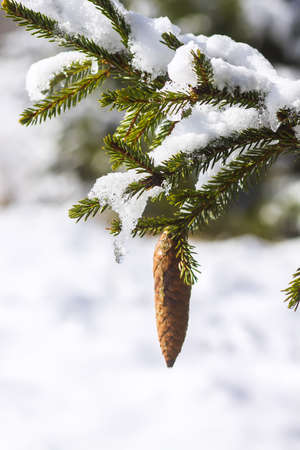 Snow covered spruce tree branches outdoors. Winter nature details.の写真素材