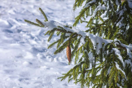Snow covered fir tree branches with cones outdoors. Winter nature details.