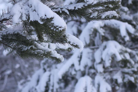 Snow covered spruce tree branches outdoors. Winter nature details.の写真素材