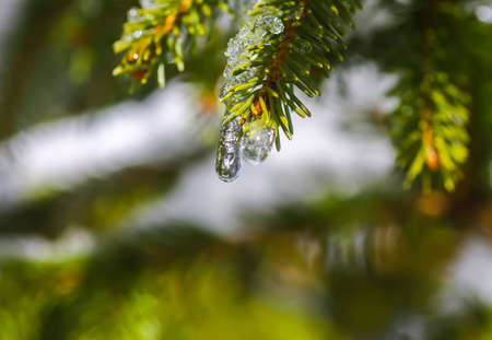 Melting snow on the green prickly fir tree branches outdoors.の写真素材