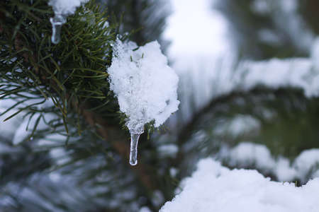 Transparent icicle hanging on the snow covered pine tree branch outdoors. Winter nature details.の写真素材