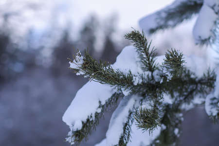 Snow covered pine tree branches outdoors. Winter nature details.