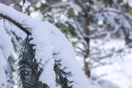 Snow covered spruce pine tree branches outdoors. Winter nature details.