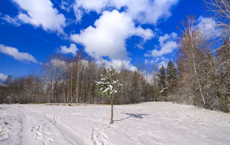 Winter landscape with forest trees and snow covered field.の写真素材