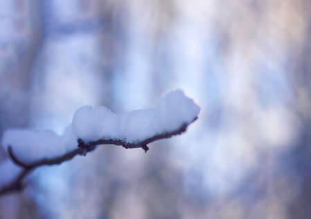 Melting snow on forest tree branches in sunny winter day.