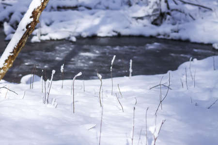 Melting snow on forest tree branches in sunny winter day.の写真素材