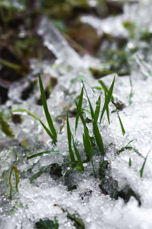 Melting snow on grass in sunny winter dayの写真素材