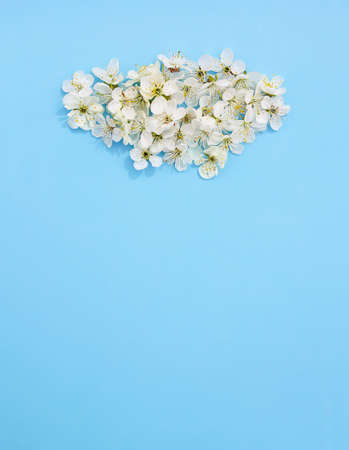 Cloud of the white cherry tree flowers on soft blue paper background. Copy space. Floral card,...