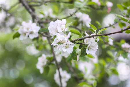 Apple tree white beautiful flowers on a branch in spring garden.