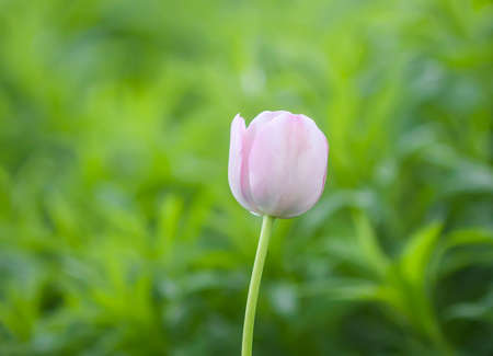 Beautiful spring tulip flowers growing in garden.の写真素材