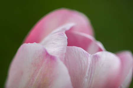 Beautiful spring tulip flower pink petals close up.の写真素材