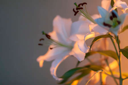 White lily flowers in warm candle light indoors.の写真素材