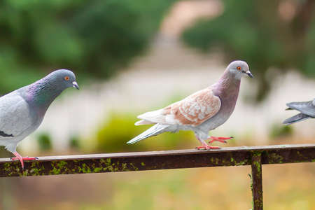 Funny Pigeon birds on balcony railing outdoors.の写真素材