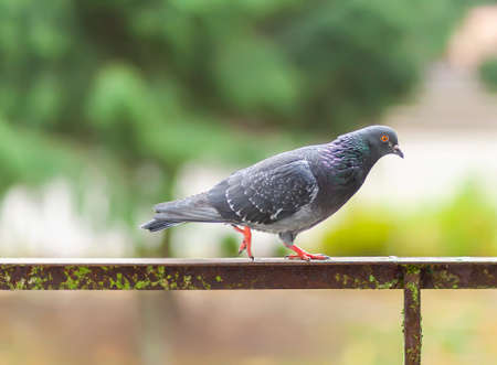 Funny Pigeon bird on balcony railing outdoors.の写真素材