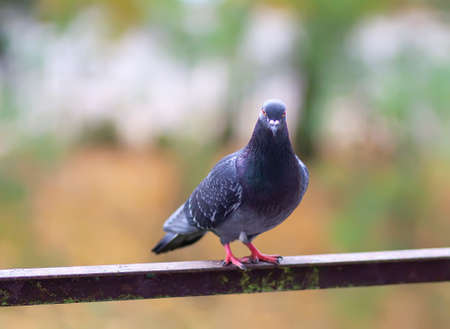 Funny Pigeon bird on balcony railing outdoors.の写真素材